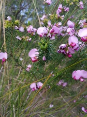 Gompholobium scabrum