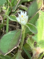 Alternanthera bettzickiana