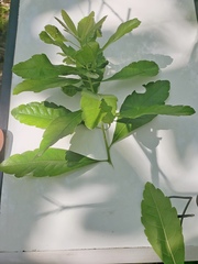 Morella caroliniensis