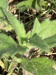 Alternanthera bettzickiana