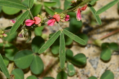 Indigofera trifoliata glandulifera