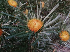 Banksia formosa