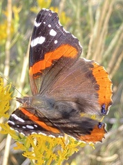 Vanessa atalanta