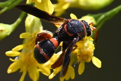 Leucospis