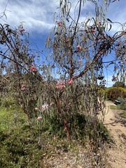 Eucalyptus caesia