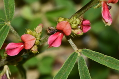 Indigofera trifoliata glandulifera
