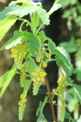 Ribes magellanicum
