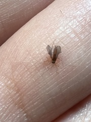 Aedes atlanticus