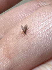 Aedes atlanticus