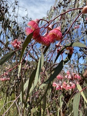 Eucalyptus caesia