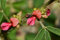 Indigofera trifoliata glandulifera