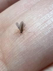 Aedes atlanticus