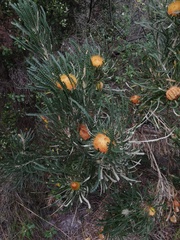 Banksia formosa