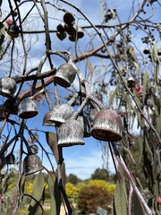 Eucalyptus caesia