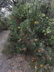 Banksia formosa