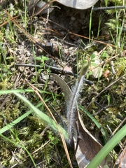 Caladenia