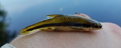 Notropis bifrenatus