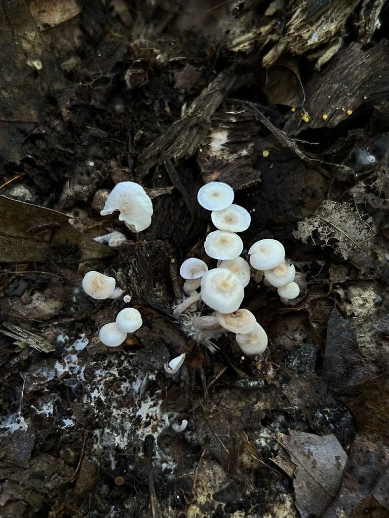 Splitpea Shanklet from N Ridge Ln, Gibsonia, PA, US on September 24 ...