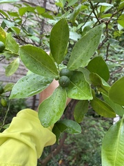 Citrus japonica