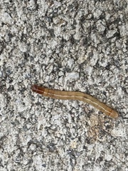 Elateridae