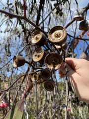 Eucalyptus caesia