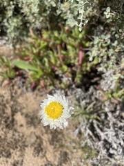 Polycalymma stuartii