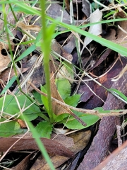 Pterostylis baptistii