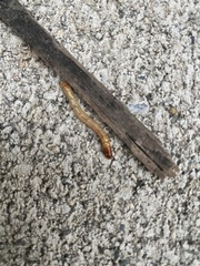 Elateridae
