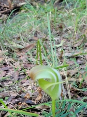 Pterostylis baptistii