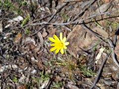 Microseris scapigera