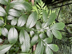 Amorphophallus paeoniifolius