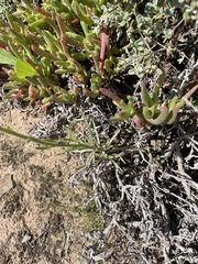 Polycalymma stuartii