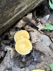 Marasmius strictipes