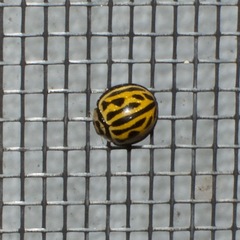 Phrynocaria gratiosa