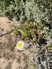 Polycalymma stuartii