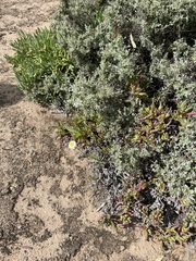 Polycalymma stuartii