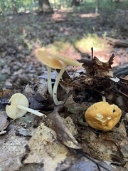 Marasmius strictipes