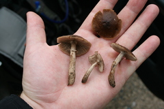 Cyclocybe erebia