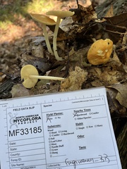 Marasmius strictipes