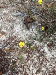 Gompholobium pinnatum