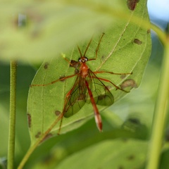 Enicospilus