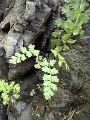 Cystopteris fragilis