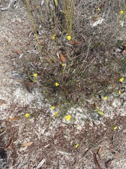 Gompholobium pinnatum