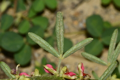 Indigofera trifoliata glandulifera