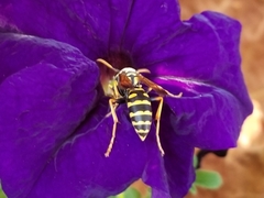 Polistes dominula