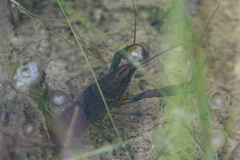 Procambarus clarkii