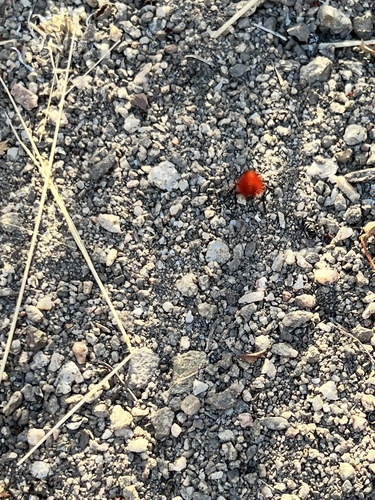 iNaturalist observation photo of Dasymutilla