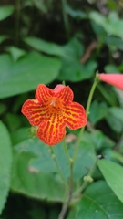 Achimenes pedunculata