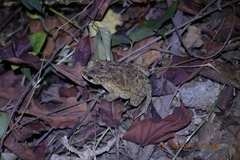 Duttaphrynus melanostictus