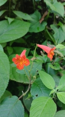Achimenes pedunculata